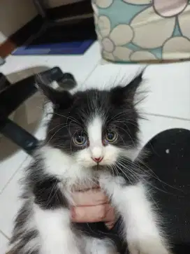 Kucing Kitten Mainecoon mix Persia 2 Bulan