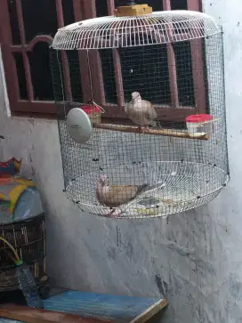 Burung puter sepasang