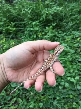 Baby Bearded Dragon