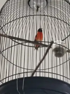 Red siskin Klasic Ex.Pejantan.