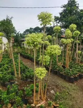 Tanaman hias pohon akting putri