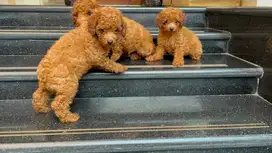 res toy poodle rtp