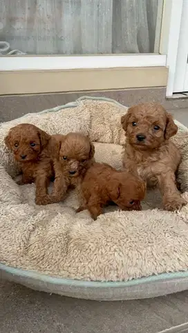 toy poodle rtp kriting