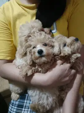 Anjing Toy Poodle usia 2 bulan