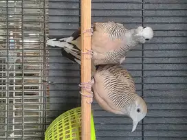 Burung Perkutut Bangkok Burung Kelangenan