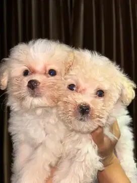 ANAK ANJING MALTESE Jantan Betina