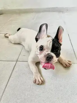 Anak guguk - Frenchie puppy