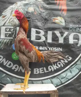 Ayam Bangkok muda prospek