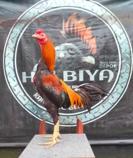 Ayam pama Bangkok