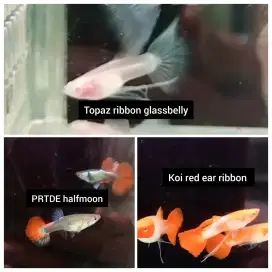 Ikan guppy koi ribbon prtde hm dan topaz glasbely