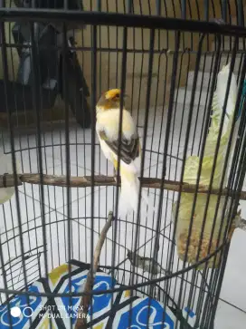 burung canari sm ciblek