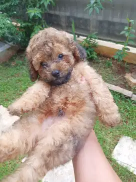 Anak anjing POODLE / Toy Poodle