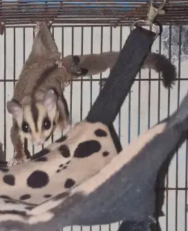 Sugar glider (dewasa)