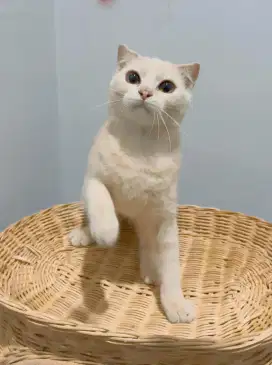 Scottish fold jantan