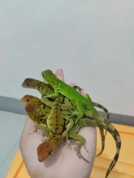 baby iguana red