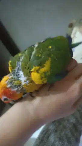 Baby Sun conure jinak