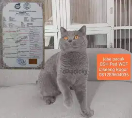 British Shorthair Ped WCF