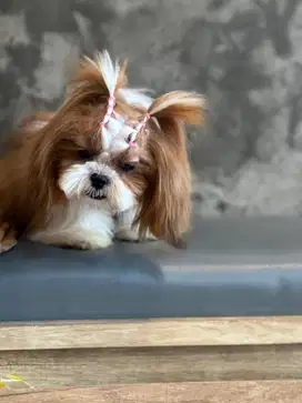 Shihtzu betina non stambum