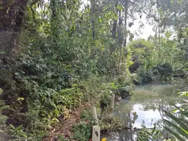 DIJUAL TANAH KEBUN LOS SUNGAI DAN VIEW  SAWAH DI BALI