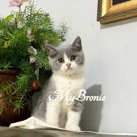 Kucing british shorthair bicolor