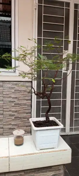 Bonsai asem jawa