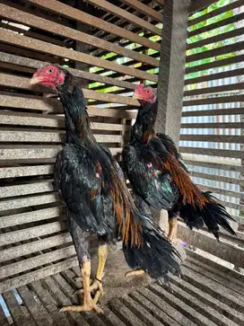 Ayam ekor lidi madura super 4 bulan