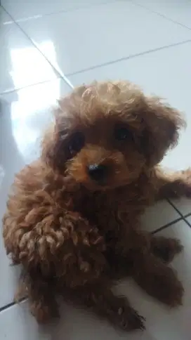 puppy poodle 2 bulan stambum microchip