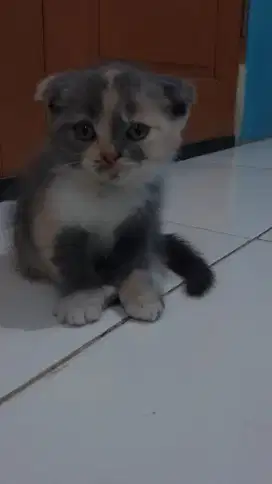 Kucing British Short Hair BSH x Scotish Fold betina 2.5bln