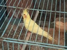 Burung Falk Kuning Mata Merah dan Sangkar