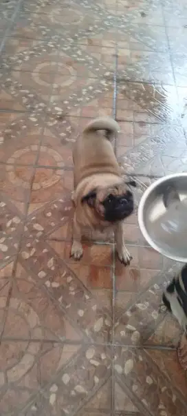 Anjing pug murni 1 dan anjing blasteran 2