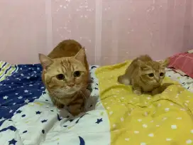Munchkin BSH jantan usia 4bln