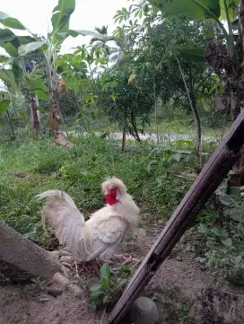 Ayam Jantan Poland