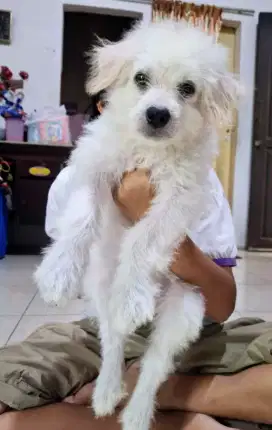 ANJING PUPPY MIX POODLE BETINA