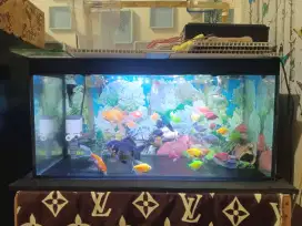 Akuarium aquarium