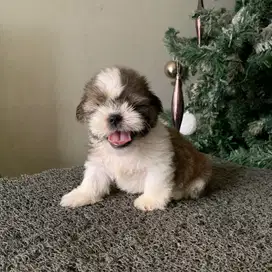 surabaya Anjing shihtzu shih tzu shitzu shitsu sitzhu