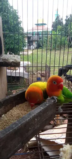 Indukan lovebird