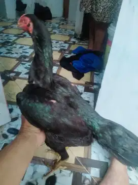 Ayam bangkok pukul keras