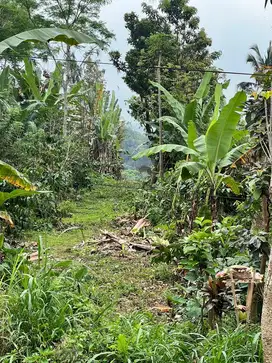 Tahah Jatiluwih Tabanan Bali