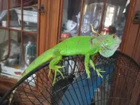 Iguana green Columbia remaja