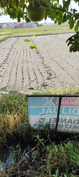 Dijual cepat Tanah Sawah