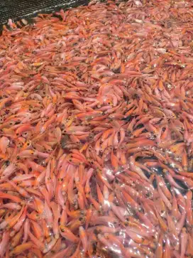 SEDIA BIBIT IKAN NILA MERAH 2JARI