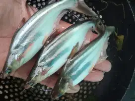 SEDIA BIBIT IKAN PATIN KUALITAS UNGGUL