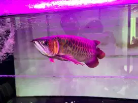 Ikan arwana full set aquarium sirkulasi