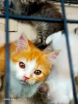 Kitten Persia Usia 4 bulan tinggal satu ekor warna oranye jantan