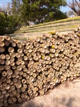 Jual bambu cor 6 m