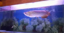 Dijual ikan arwana