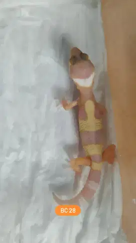 Baby Leopard Gecko (sunspot)
BC28