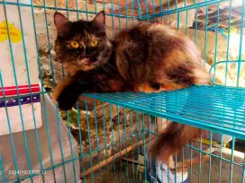 Persia calico tortie BU