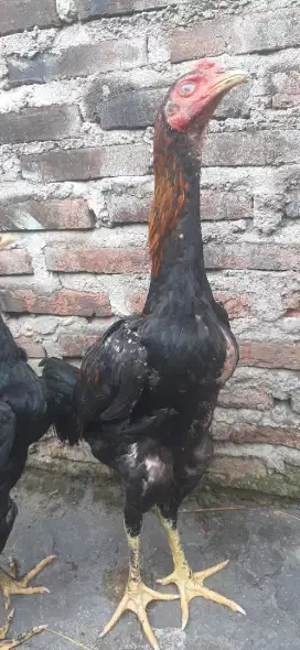 Ayam bangkok sepasang