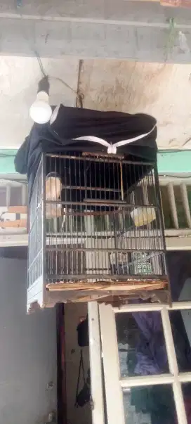 Burung pentet jawa timur fulshet